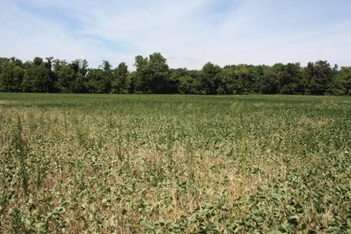 Property photo 3 - 78 Acres offered in 1 tract